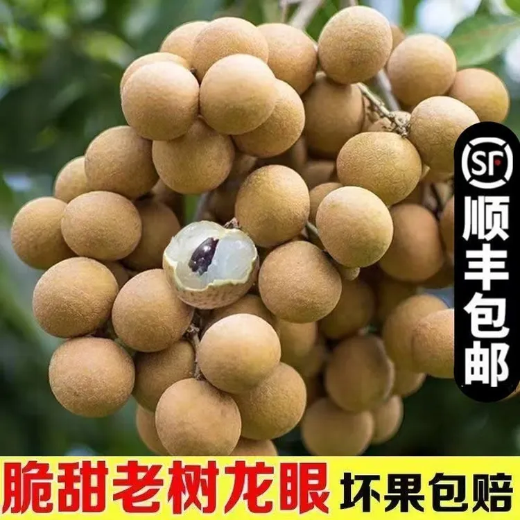 广东省内拍当季新鲜石硖储良龙眼桂圆现摘现发清甜肉厚