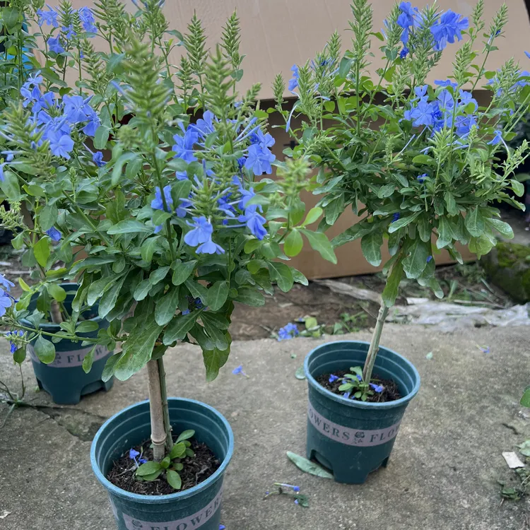 2️⃣（需要换盆）不保花苞完好）蓝雪花棒棒糖盆栽好养易活观花植物