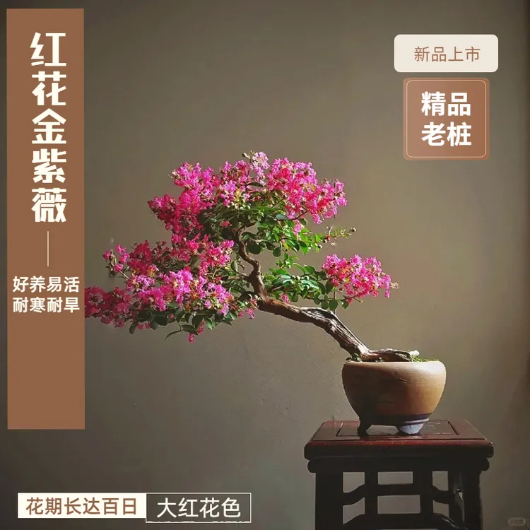 红花金紫薇盆景老桩花期长姬紫薇夏季超好养阳台室内庭院精品盆栽