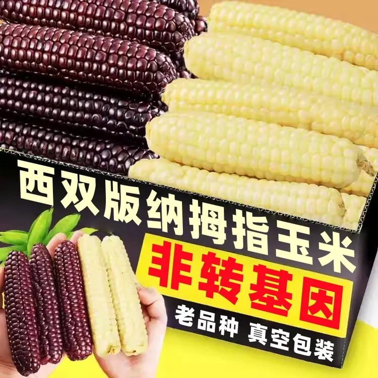 新货西双版纳香糯拇指小玉米紫糯手指苞米黏花糯代餐速食早餐辅食