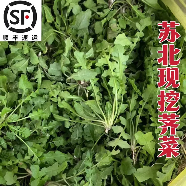 顺丰现挖荠菜 新鲜 2斤3斤4斤5斤地菜荠菜馄饨春卷馅苏北东台荠菜