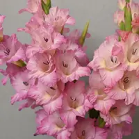 球小明年开花/剑兰种球10颗《花脸周长6—8cm》