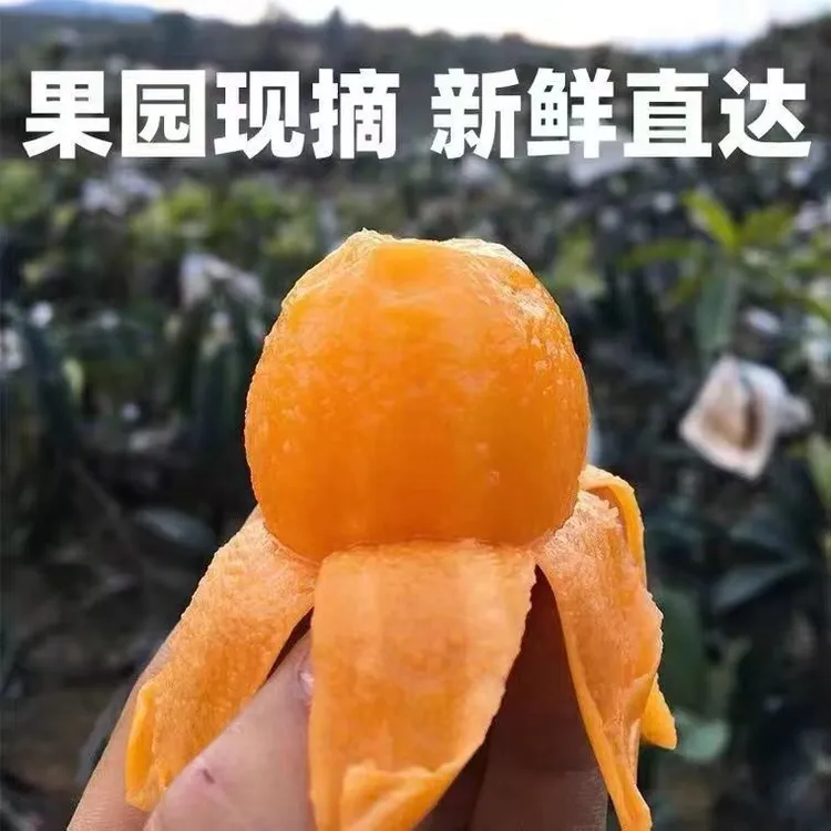 四川枇杷鲜果甜枇杷大果包邮自家果园应季采摘整箱