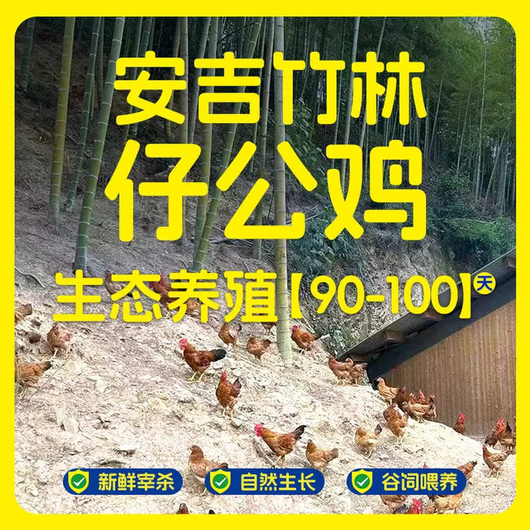 竹林散养仔公鸡肉质紧实有嚼劲单只净重950g【开学季】
