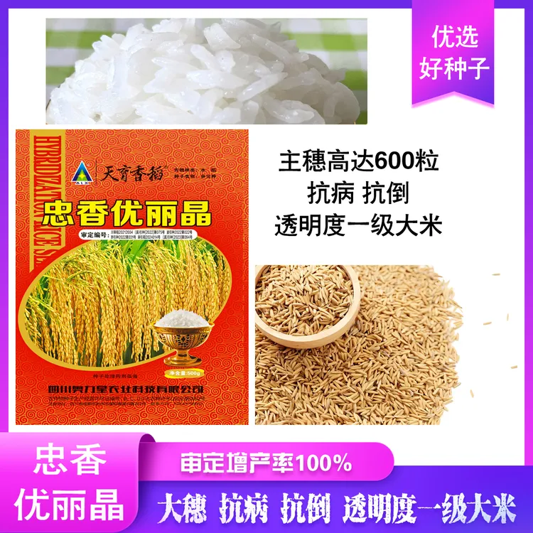 天府香稻忠香优丽晶透明度一级水稻种子增产点100%大穗稻谷种籽