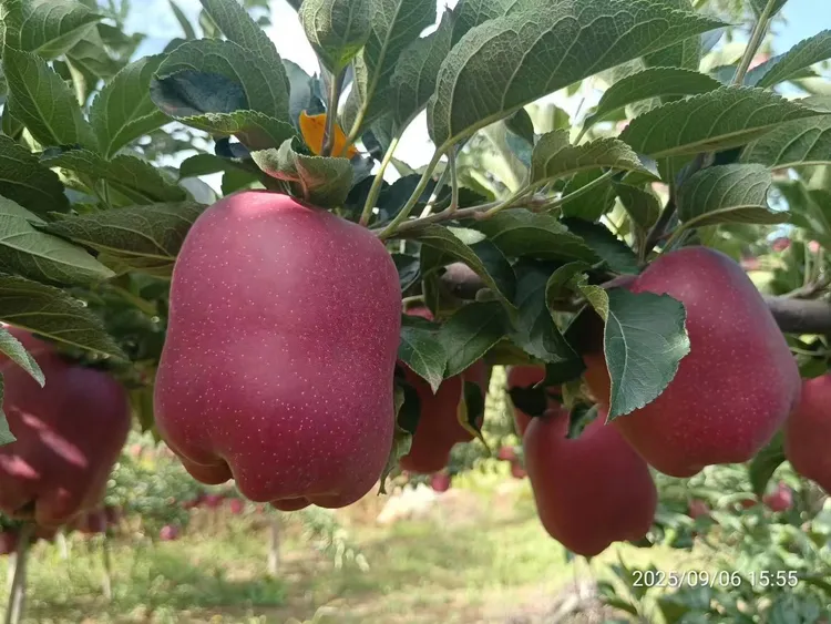 甘肃天水花牛当季新鲜蛇果粉糯香甜可作萍果鲜生红富士苹果