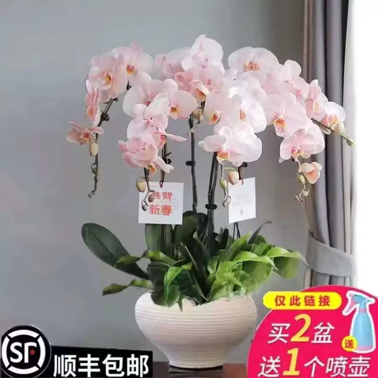 蝴蝶兰花苗带花剑盆栽兰花大苗客厅吸色阳台花卉四季好养活招财树