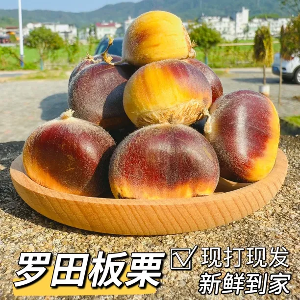 2025湖北罗田当季新鲜板栗罗田板栗大河岸羊毛栗3斤装现摘现发