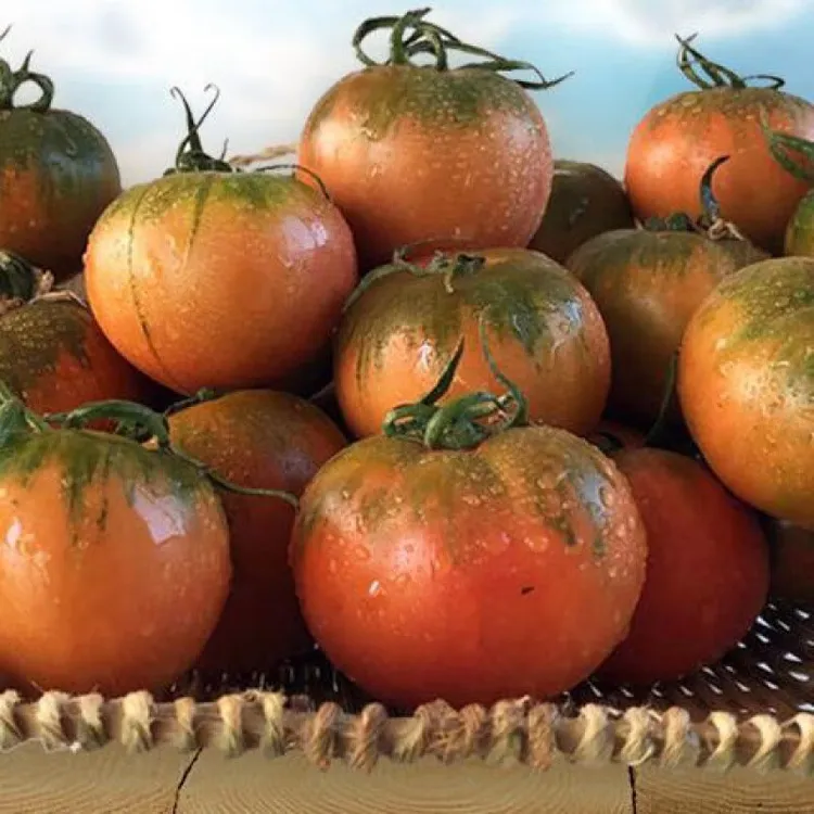 顺丰包邮碱地铁皮柿子新鲜西红柿现摘生吃酸甜应季番茄中果