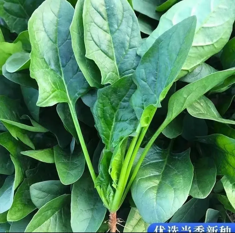 【冬根菠菜种子】四季种植盆栽地栽阳台小院种植
