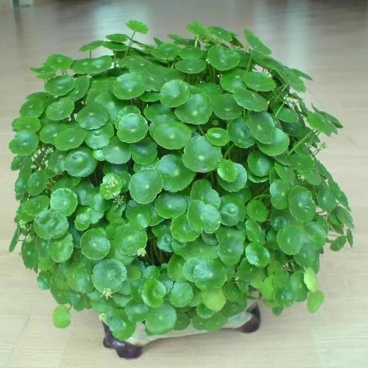 铜钱草种子四季长绿金钱草籽可水培土培盆栽庭院绿化植物易种易活