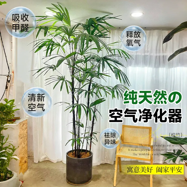 金山棕竹盆栽室内植物大型绿植客厅成都竹子落地式吸甲醛四季好养