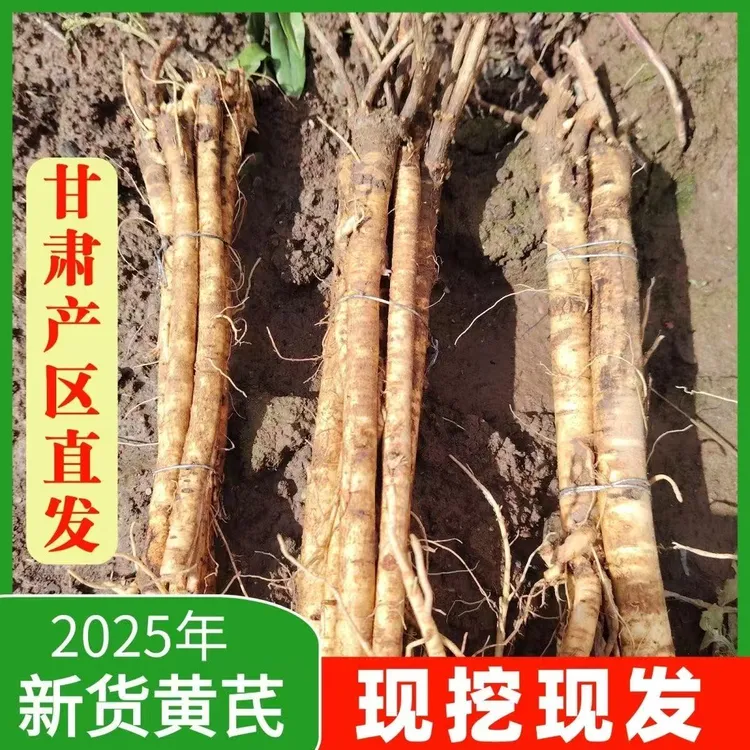 2025黄芪鲜货新鲜黄芪根 原产地甘肃岷县自家种植天然