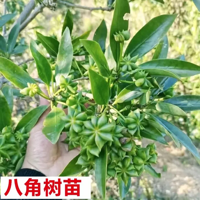八角树树苗盆栽广西大红罗马嫁接大苗食用大料南方北方种植茴香树