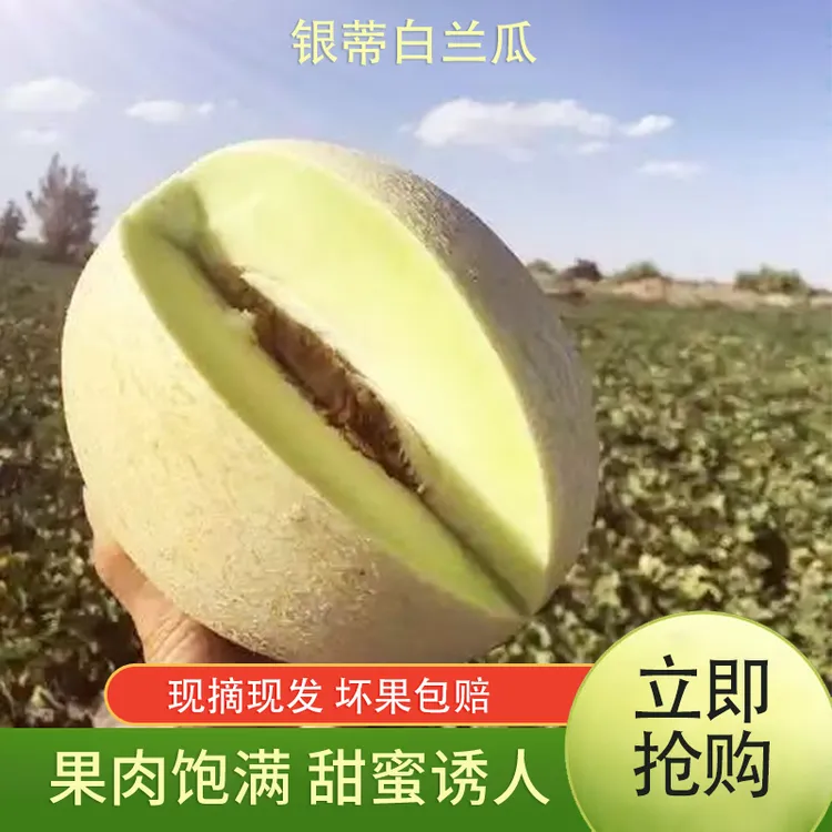 民勤银蒂蜜瓜白兰瓜软糯香甜多汁冰淇淋口感
