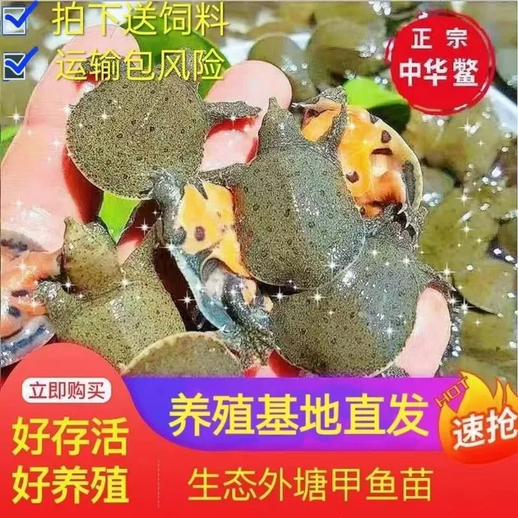 5-10克甲鱼苗批发100只外塘小甲鱼王八龟鳖苗