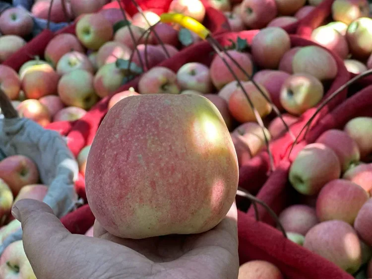 新疆阿克苏早熟红富士苹果产地直发9斤包邮