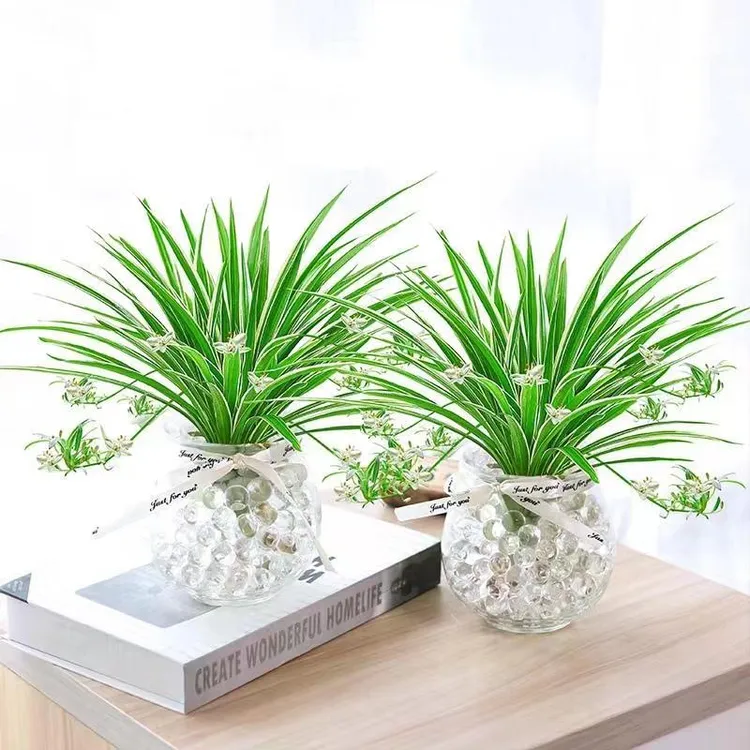 【水培】金边吊兰植物室内花卉盆栽绿植四季好养易活客厅花草