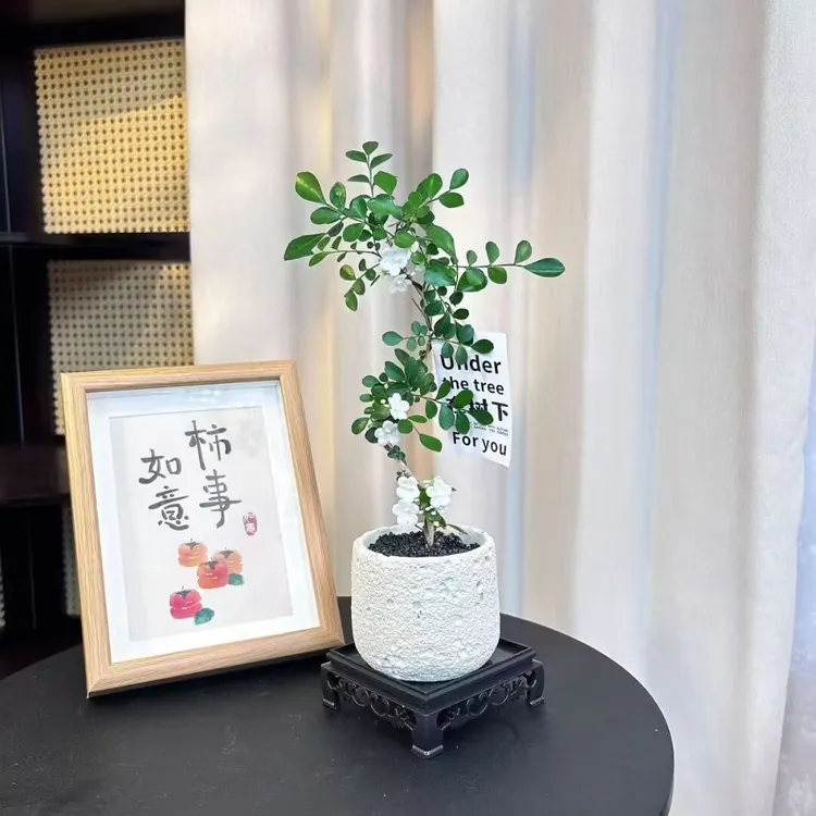 【六月雪】六月雪悬崖盆景室内绿植茶桌装饰小盆栽开花植物