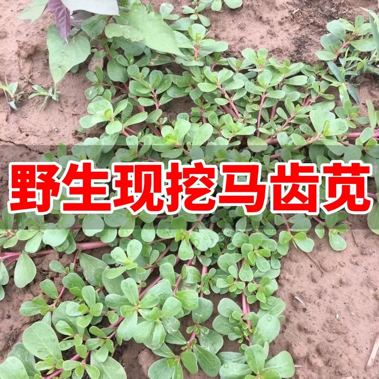 马齿苋整株野生新鲜包邮马齿笕野菜马齿草马齿菜长寿菜