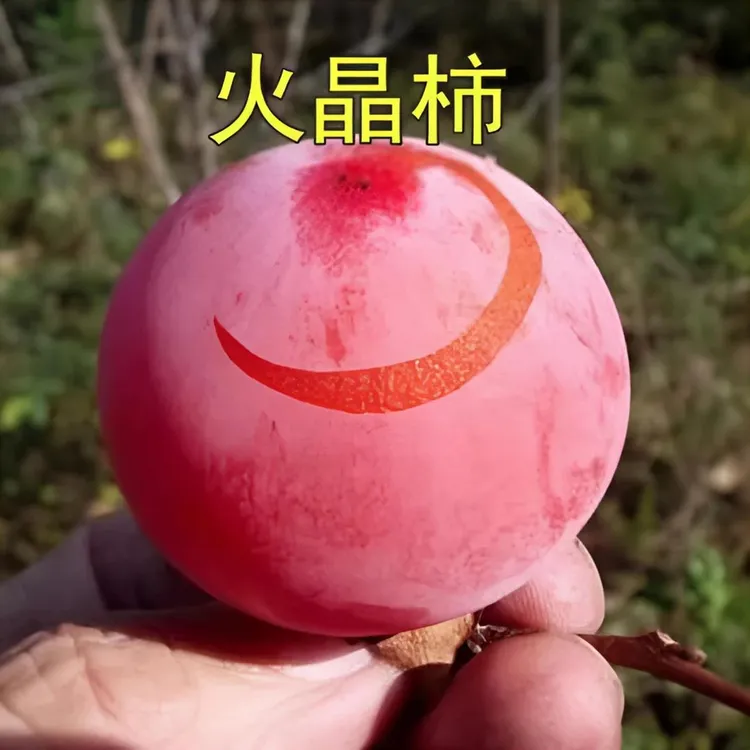 火晶柿子苗 树苗嫁接果树苗南北方种植盆栽地栽火晶柿甜柿子树苗
