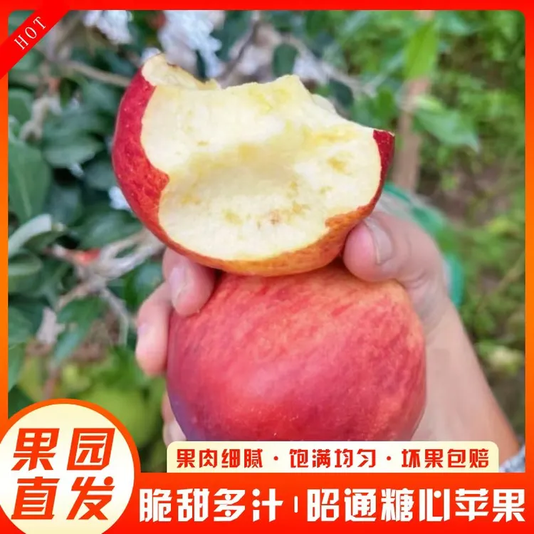 云南昭通丑苹果批发新鲜现摘现发脆甜正宗生态丑苹果部分含冰糖心