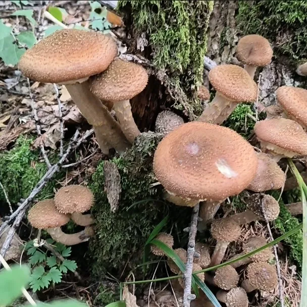 东北特产长白山野生榛蘑干货美味食材