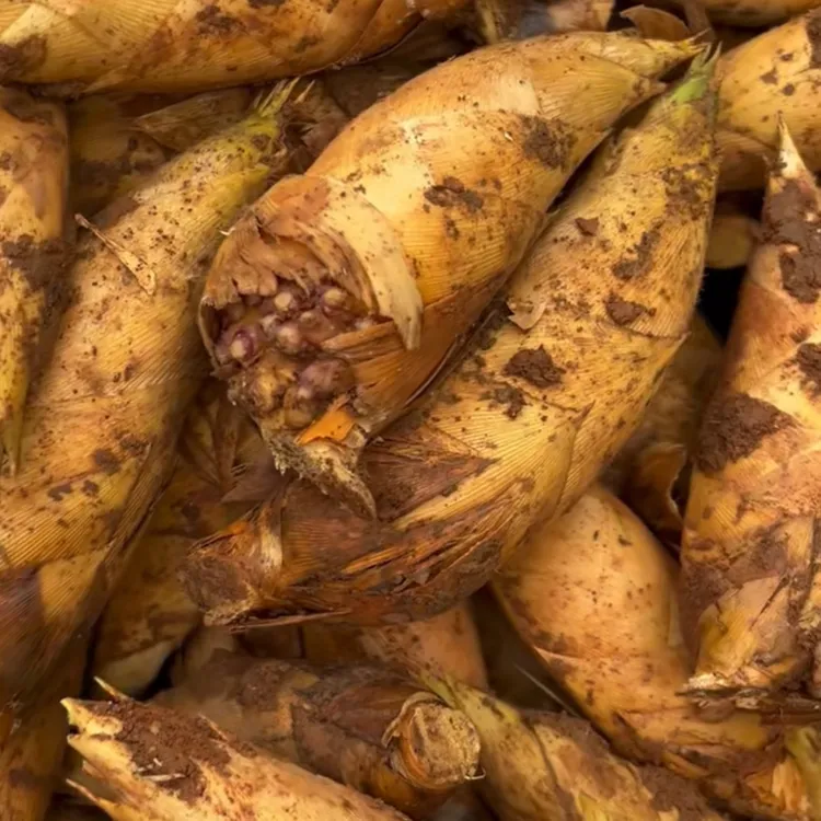 新鲜现挖肉厚脆嫩饱满两头尖湖南本地冬笋