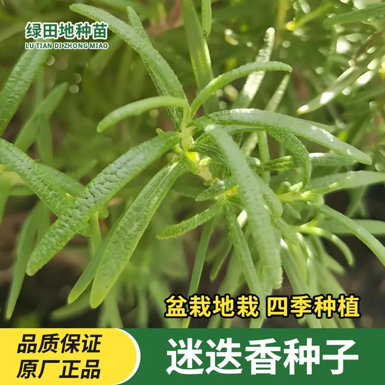 迷迭香种子百里香盆栽薄荷紫苏种子四季绿植种子花草种子阳台小院