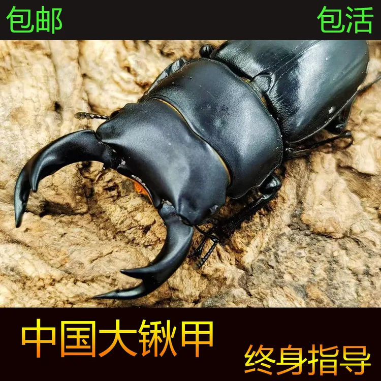 中国大锹甲 中大 锹形虫甲虫活体温顺好养 独角仙甲虫成虫 爬虫