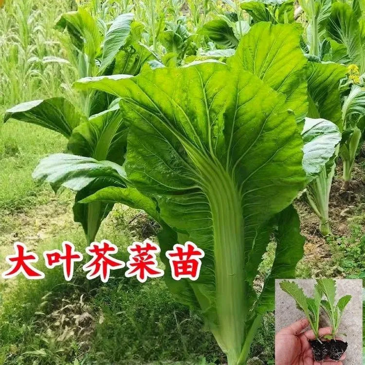 芥菜秧苗大叶甜芥菜秧苗四季种植清甜高产多次采摘带根带土发货