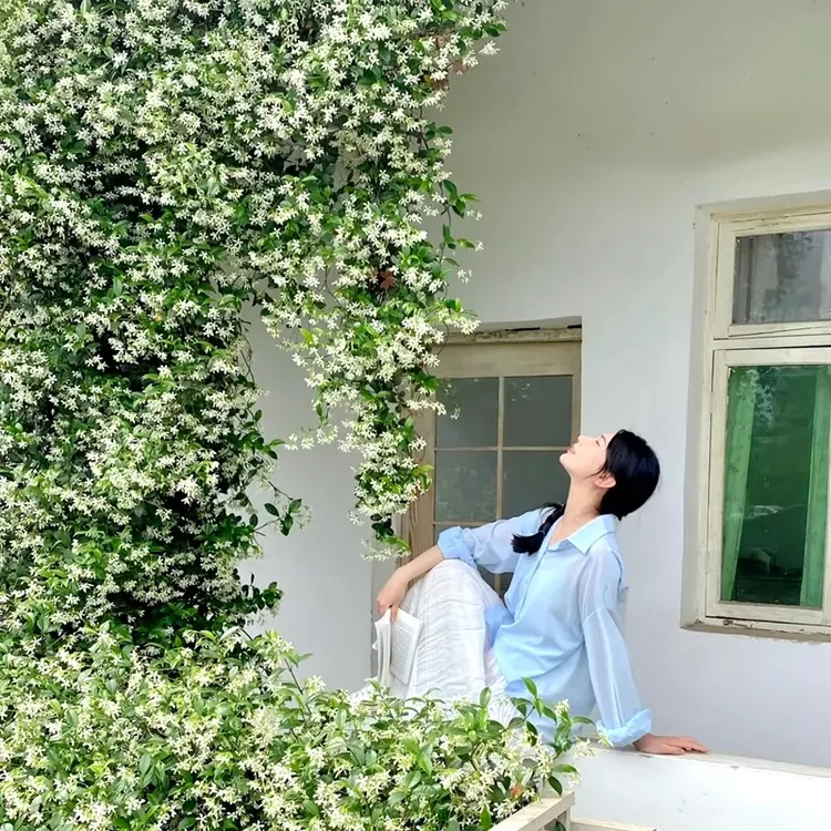 【风车茉莉】盆栽爬藤植物四季常青大苗 耐阴寒攀爬室外庭院花园