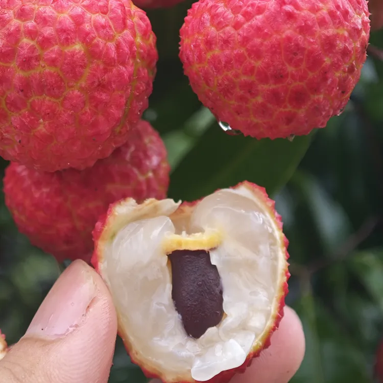 广西灵山正宗冰荔荔枝，假一赔十，自有长年丰绿色食品认证（空运）