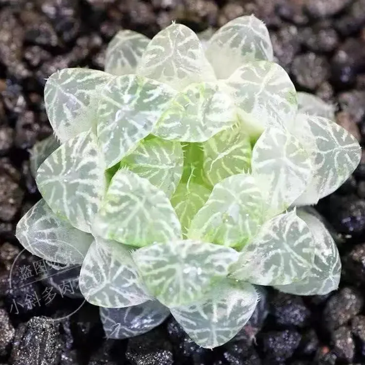 正宗白斑玉露多肉植物室内绿植盆栽原盆带土好养