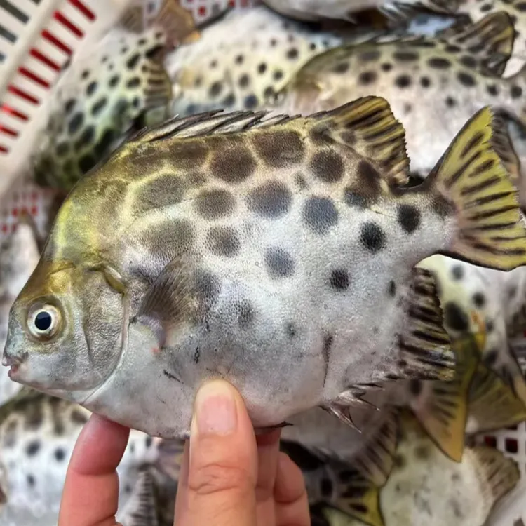 潮海堂金鼓鱼三去冷冻金古鱼海鲜水产冰冻金钱鱼银鼓鱼阳江海鲜