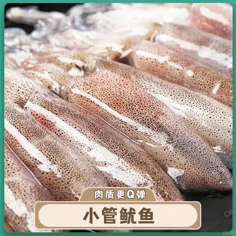 新鲜活冻小管东山岛一口管鲜活速冻灯光小管鱿鱼小鱿鱼迷你鱿鱼