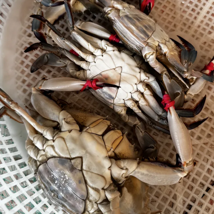 【母梭子蟹】东港小船货不参死蟹【保鲜不保活】2 - 4两每只、净重3斤