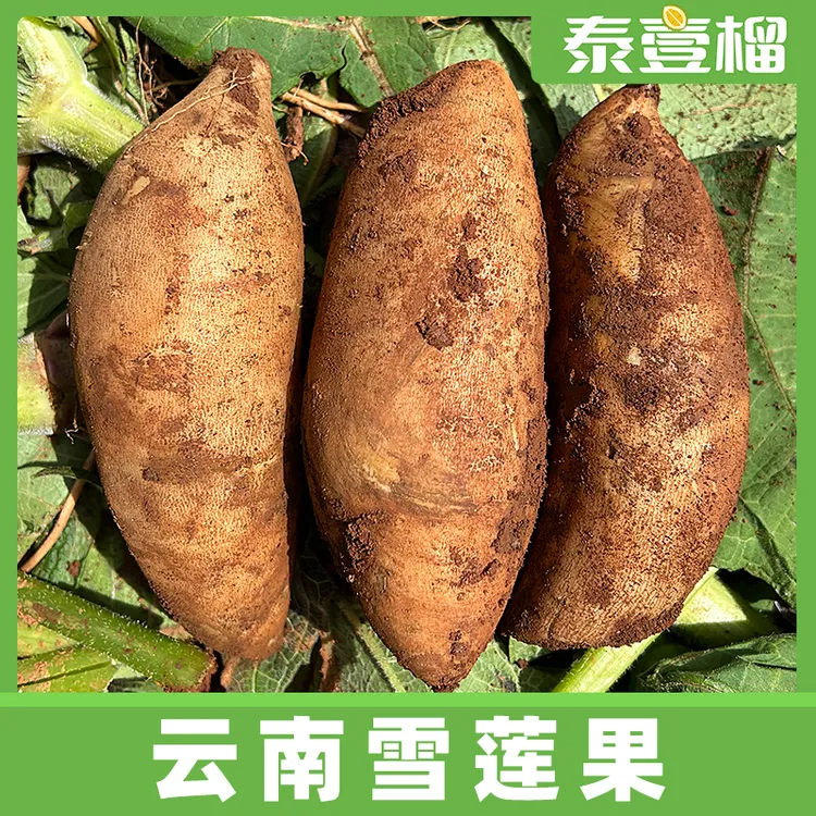 云南天山雪莲果现挖现发新鲜水果清甜多汁5斤