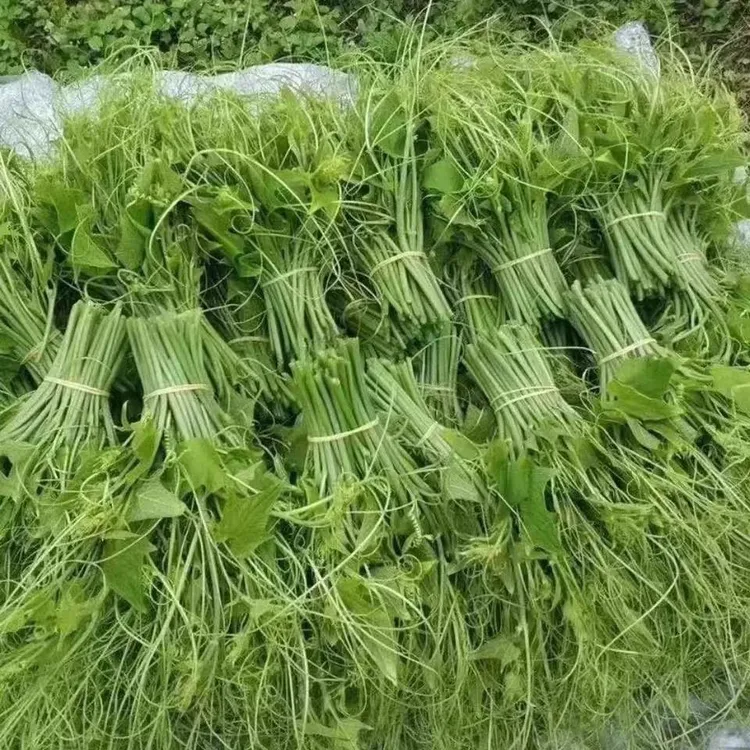 贵州佛手瓜尖新鲜龙须菜洋瓜尖高山农家柳蒿芽自种捧瓜尖佛手瓜藤