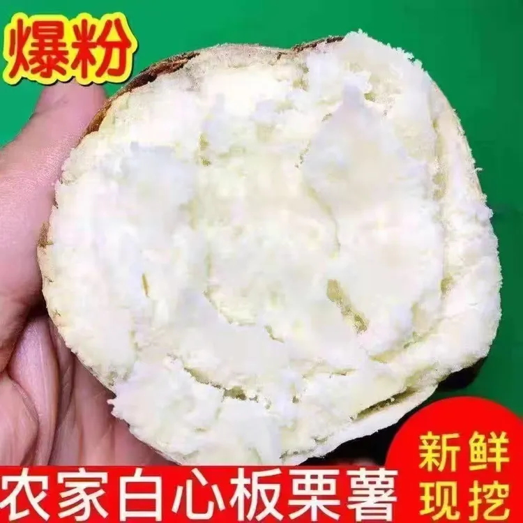 新鲜白心板栗正宗红薯农家红皮番薯老品种现挖白瓤地瓜白肉粉面薯