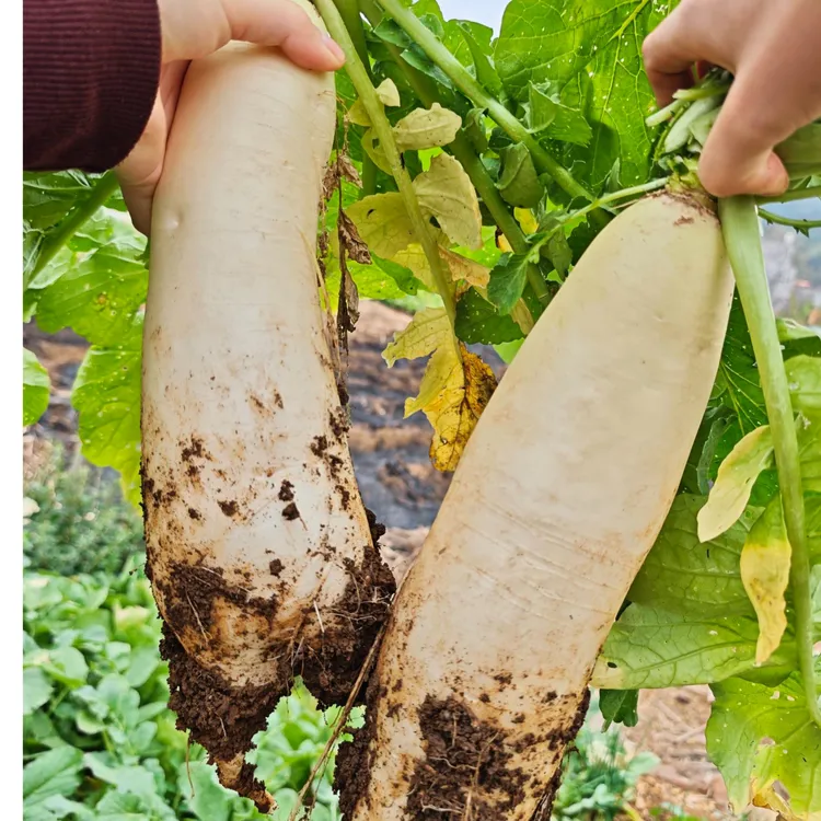 现拔白萝卜，清脆多汁，可生吃可做菜的蔬菜，京东/顺丰包邮