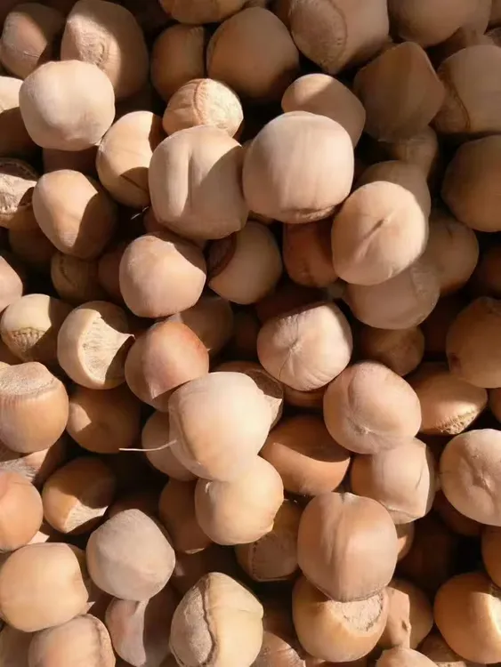 新货围场野生山榛子5斤 《13㎜～15㎜》生榛子