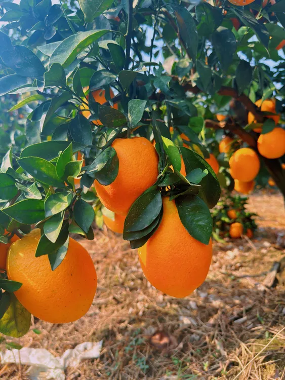 助农现摘现发农家果荷尔蒙脐橙新鲜当季水果