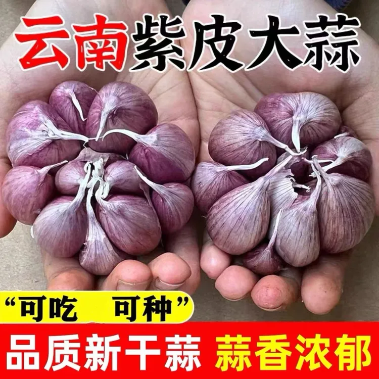 2025年正宗云南紫皮多瓣蒜新晒大头蒜干蒜农家老品种红香蒜