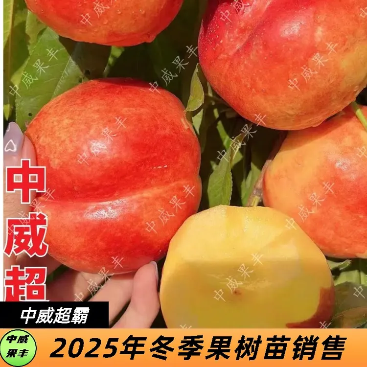 中威超霸油桃6月中旬成熟   超大果型 货架期长 适合大面积种植