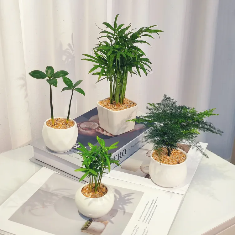 【小白盆4件套】迷你椰子竹柏文竹罗汉松黄金沙绿植好养桌面