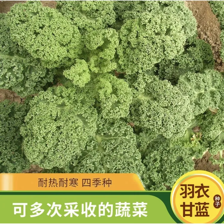 【羽衣甘蓝种子】家庭小院阳台抗寒耐冻四季盆栽地栽可食用甘蓝种子商品图