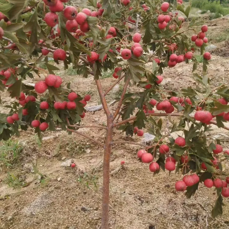 大果甜山楂树活苗盆栽野山里红水果树果苗当年结果南北方耐寒种植