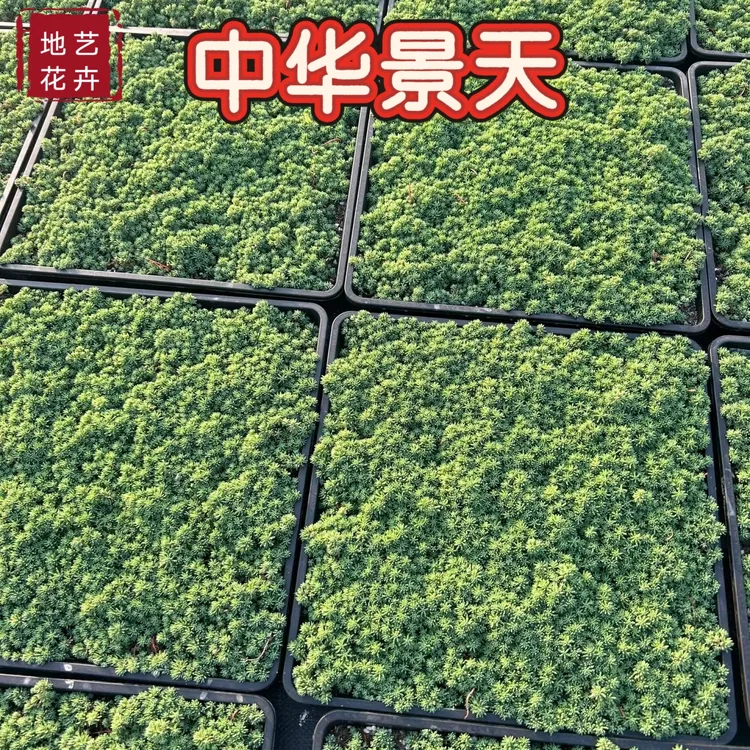 中华景天薄雪万年草多年生地被花境植物精致盆栽耐寒庭院花园造景