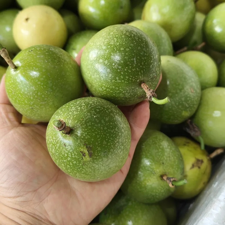 榕江高山黄金百香果罗汉果番石榴大波浪多依果